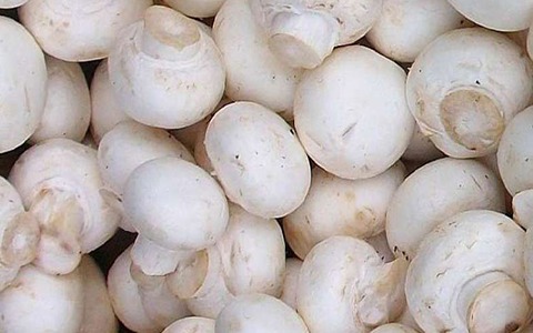 تصویر 1 از خرید قارچ دکمه ای سفید + قیمت فروش استثنایی