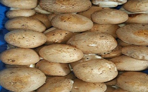 تصویر 4 از خرید و قیمت قارچ دکمه ای قهوه ای + فروش صادراتی