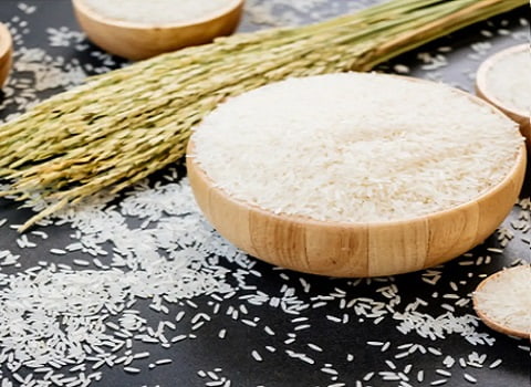 قیمت خرید برنج فجر سوزنی گرگان با فروش عمده