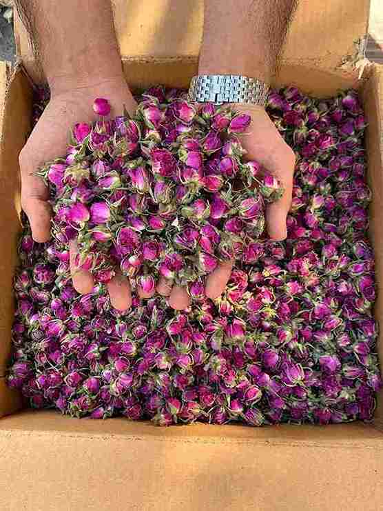 تصویر 3 از قیمت غنچه گل محمدی + خرید باور نکردنی
