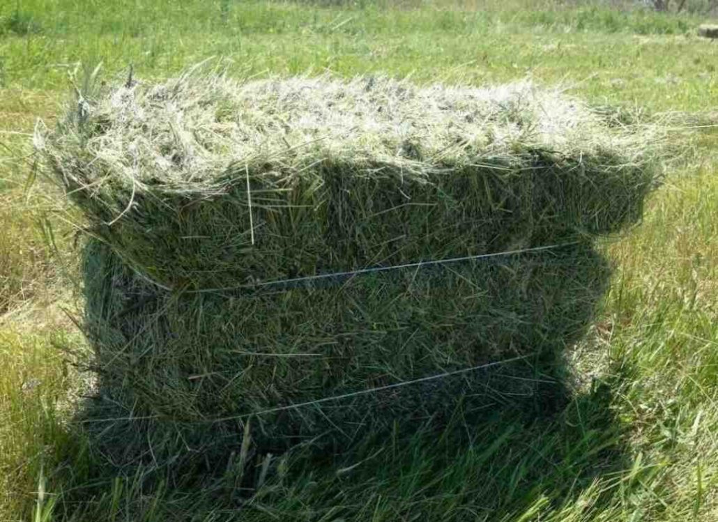 تصویر 2 از خرید یونجه خشک برای خرگوش + قیمت فروش استثنایی
