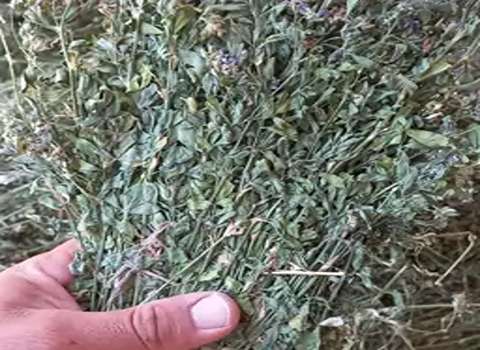 تصویر 3 از فروش یونجه خشک مشهد + قیمت خرید به صرفه