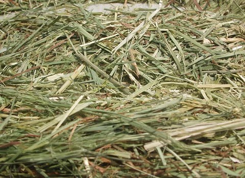 تصویر 4 از قیمت خوراک دام مرغ + خرید باور نکردنی