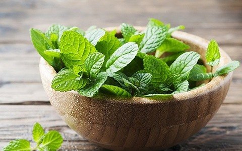 قیمت خرید نعناع فلفلی کوهی + فروش ویژه