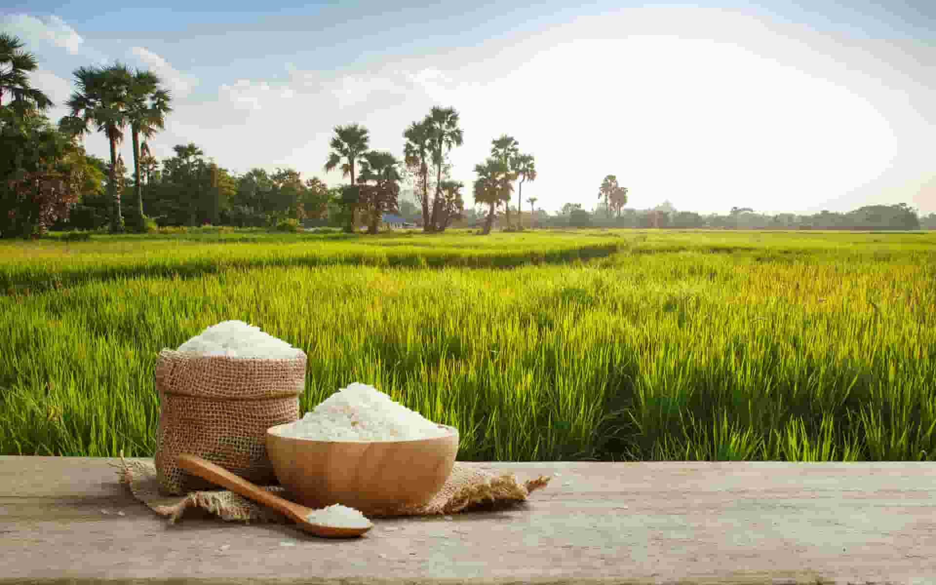 تصویر 1 از خرید و قیمت برنج ایرانی ارزان + فروش عمده