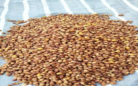 تصویر 4 از خرید و قیمت خرما زاهدی ساغر + فروش عمده