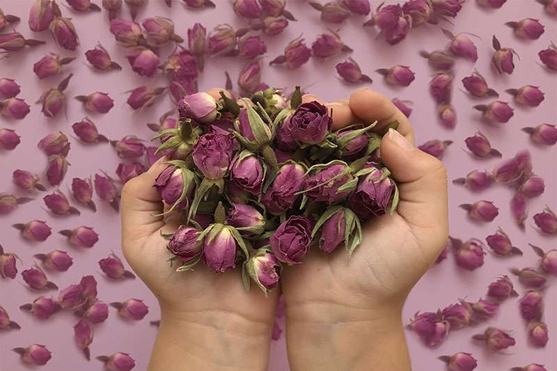 تصویر 2 از خرید گل محمدی خشک شده + قیمت فروش استثنایی