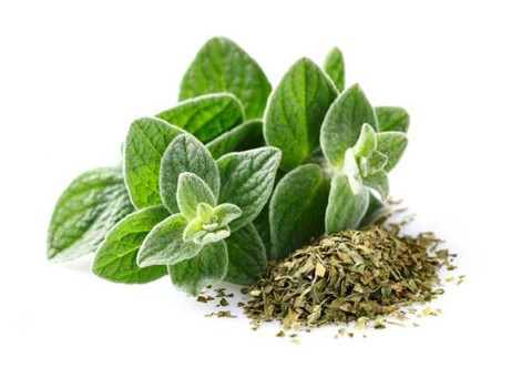 تصویر 2 از قیمت گیاه دارویی پونه با کیفیت ارزان + خرید عمده