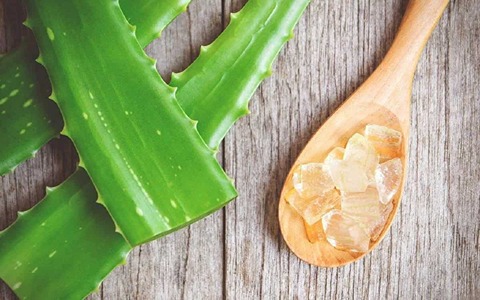 تصویر 4 از قیمت برگ گیاه آلوورا + خرید باور نکردنی