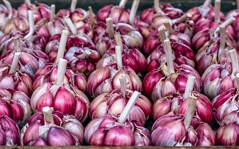 تصویر 4 از قیمت سیر قرمز صادراتی با کیفیت ارزان + خرید عمده