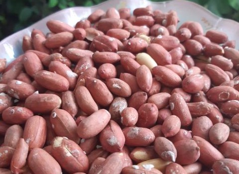 تصویر 3 از خرید بادام زمینی آستانه عمده + قیمت فروش استثنایی