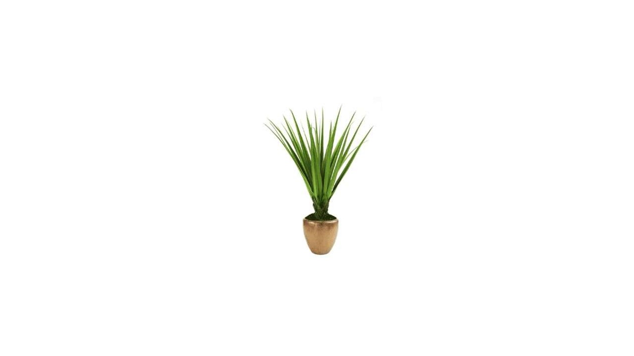 خرید و قیمت گیاه آپارتمانی ذرتی + فروش صادراتی