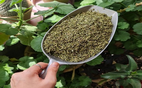 تصویر 3 از فروش آویشن کوهی اردبیل + قیمت خرید به صرفه