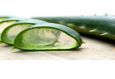 تصویر 3 از خرید و قیمت برگ آلوئه ورا + فروش عمده
