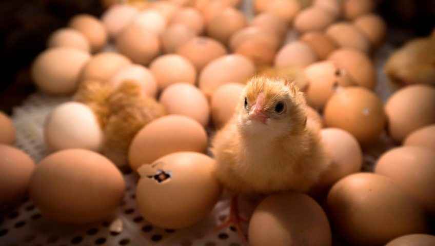 تصویر 2 از خرید و قیمت تخم مرغ صادراتی + فروش عمده