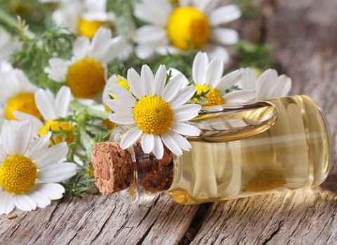 تصویر 2 از خرید و قیمت گیاه دارویی بابونه + فروش عمده