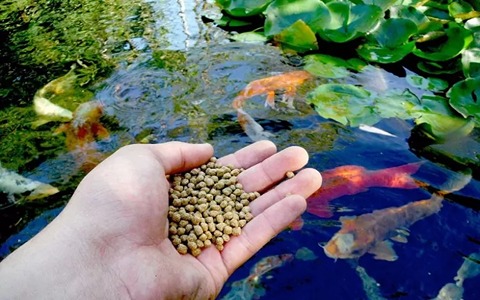 تصویر 1 از قیمت خوراک ماهی زینتی + خرید باور نکردنی