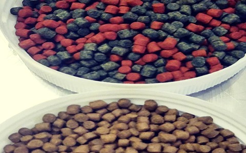 تصویر 2 از قیمت خوراک ماهی زینتی + خرید باور نکردنی