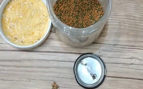 تصویر 4 از قیمت خوراک ماهی زینتی + خرید باور نکردنی