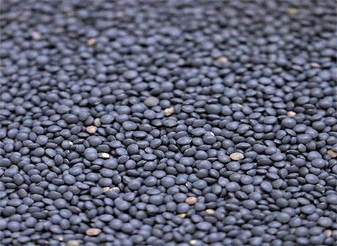 تصویر 1 از قیمت عدس سیاه بهاباد + خرید باور نکردنی