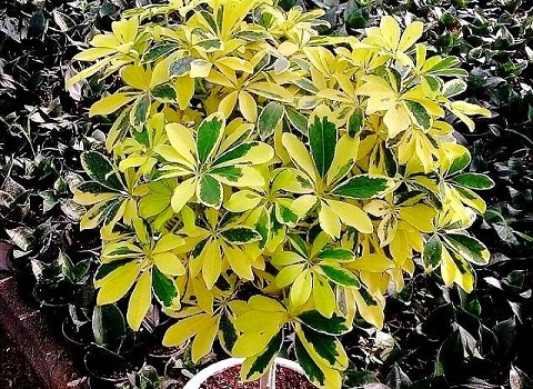 تصویر 3 از خرید و قیمت گل طبیعی شفلرا + فروش عمده