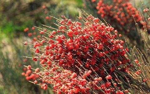 تصویر 4 از قیمت گیاه دارویی افدرا با کیفیت ارزان + خرید عمده