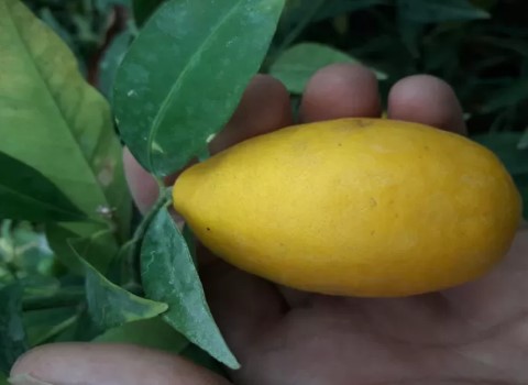 تصویر 2 از خرید لیمو ترش لایم کوات در مازندران + قیمت فروش استثنایی