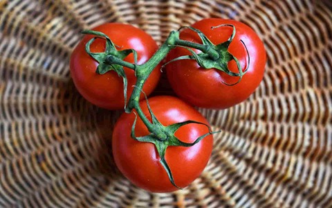 تصویر 2 از خرید و قیمت گوجه فرنگی قرمز + فروش صادراتی