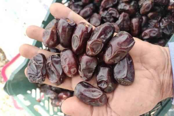 تصویر 4 از خرید و قیمت خرما سنگ مرداب  + فروش عمده