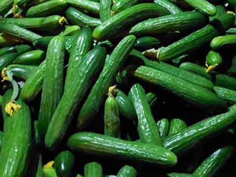 تصویر 1 از خرید و فروش خیار گلخانه ای جیرفت با شرایط فوق العاده