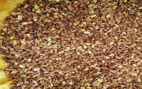 تصویر 4 از خرید مغز پسته ریز + قیمت فروش استثنایی