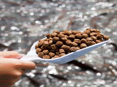 تصویر 3 از قیمت خرید غذای خشک ماهی گوشتخوار + فروش ویژه