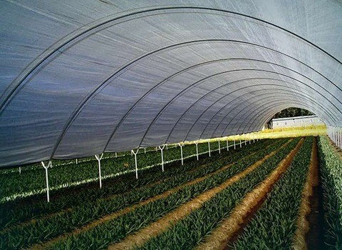 تصویر 2 از خرید نایلون گلخانه ای شفاف + قیمت فروش استثنایی