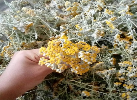 تصویر 4 از قیمت خرید گیاه بومادران خشک شده عمده به صرفه و ارزان