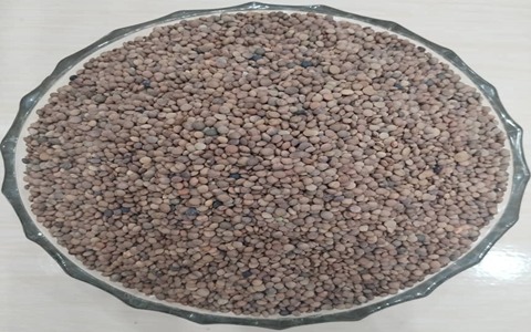 تصویر 3 از فروش عدس ریز محلی + قیمت خرید به صرفه