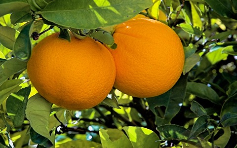 تصویر 2 از قیمت پرتقال ناول جیرفت + خرید باور نکردنی