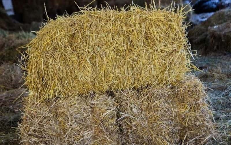 تصویر 1 از خرید خوراک دام فارس + قیمت فروش استثنایی