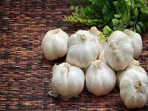 تصویر 3 از خرید و قیمت سیر سفید بی بو + فروش عمده