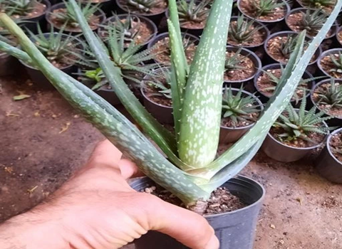تصویر 1 از خرید و قیمت آلوئه ورا باربادنسیس میلر + فروش صادراتی