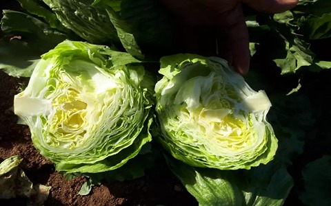 تصویر 3 از خرید کاهو آیسبرگ صادراتی + قیمت فروش استثنایی