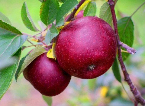 تصویر 3 از قیمت خرید سیب گالا فرانسوی + فروش ویژه
