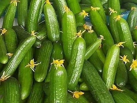 تصویر 2 از فروش خیار گلخانه ای یزد + قیمت خرید به صرفه