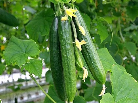 تصویر 1 از فروش خیار گلخانه ای یزد + قیمت خرید به صرفه