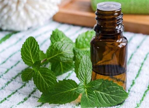 تصویر 1 از قیمت اسانس خوراکی نعناع + خرید باور نکردنی