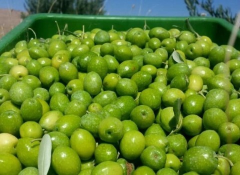 تصویر 3 از قیمت زیتون تازه چیده شده + خرید باور نکردنی