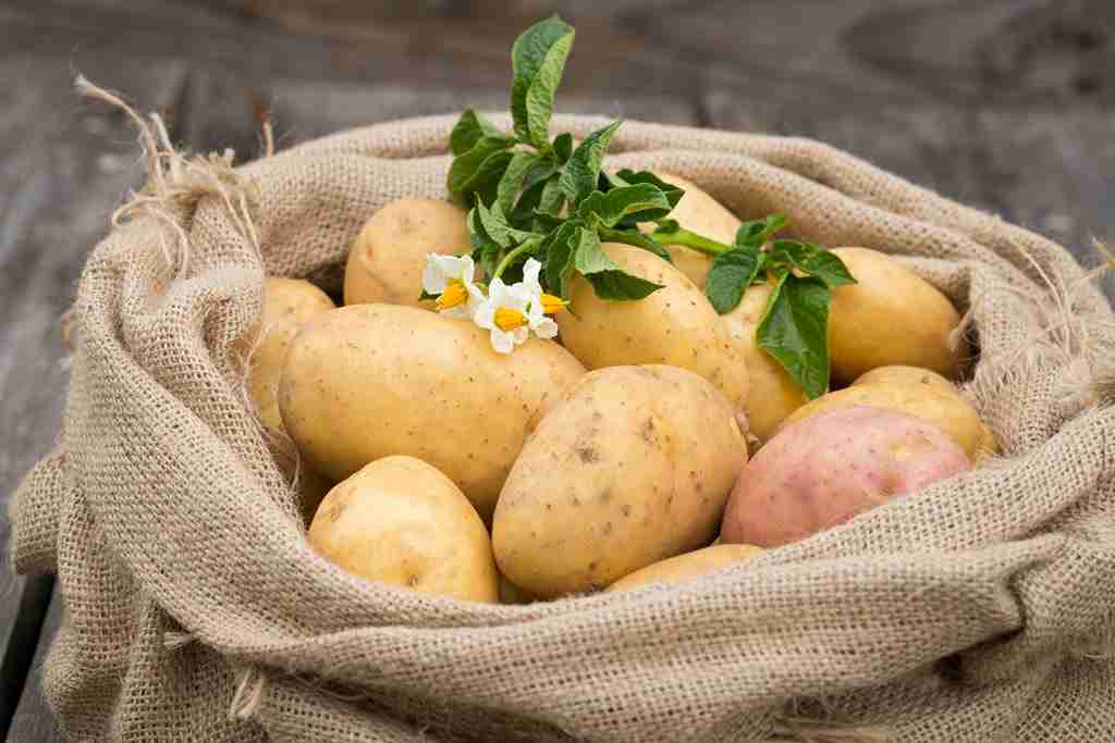 تصویر 2 از قیمت سیب زمینی صادراتی با کیفیت ارزان + خرید عمده