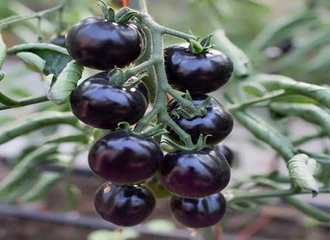 تصویر 4 از خرید گوجه زیتونی سیاه + قیمت فروش استثنایی