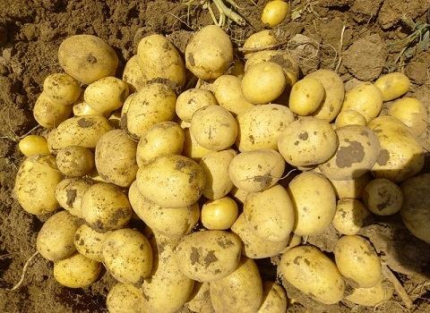 تصویر 4 از خرید و قیمت سیب زمینی اسپریت + فروش عمده