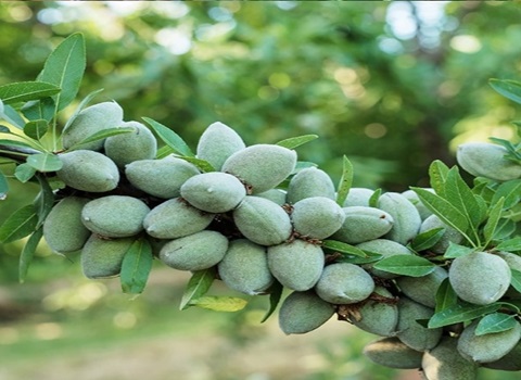 تصویر 3 از خرید بادام درختی سبز + قیمت فروش استثنایی