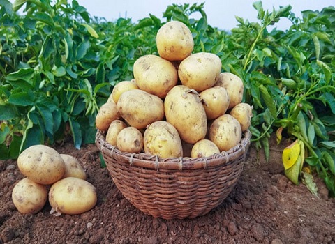 تصویر 1 از خرید و فروش سیب زمینی فابولا با شرایط فوق العاده